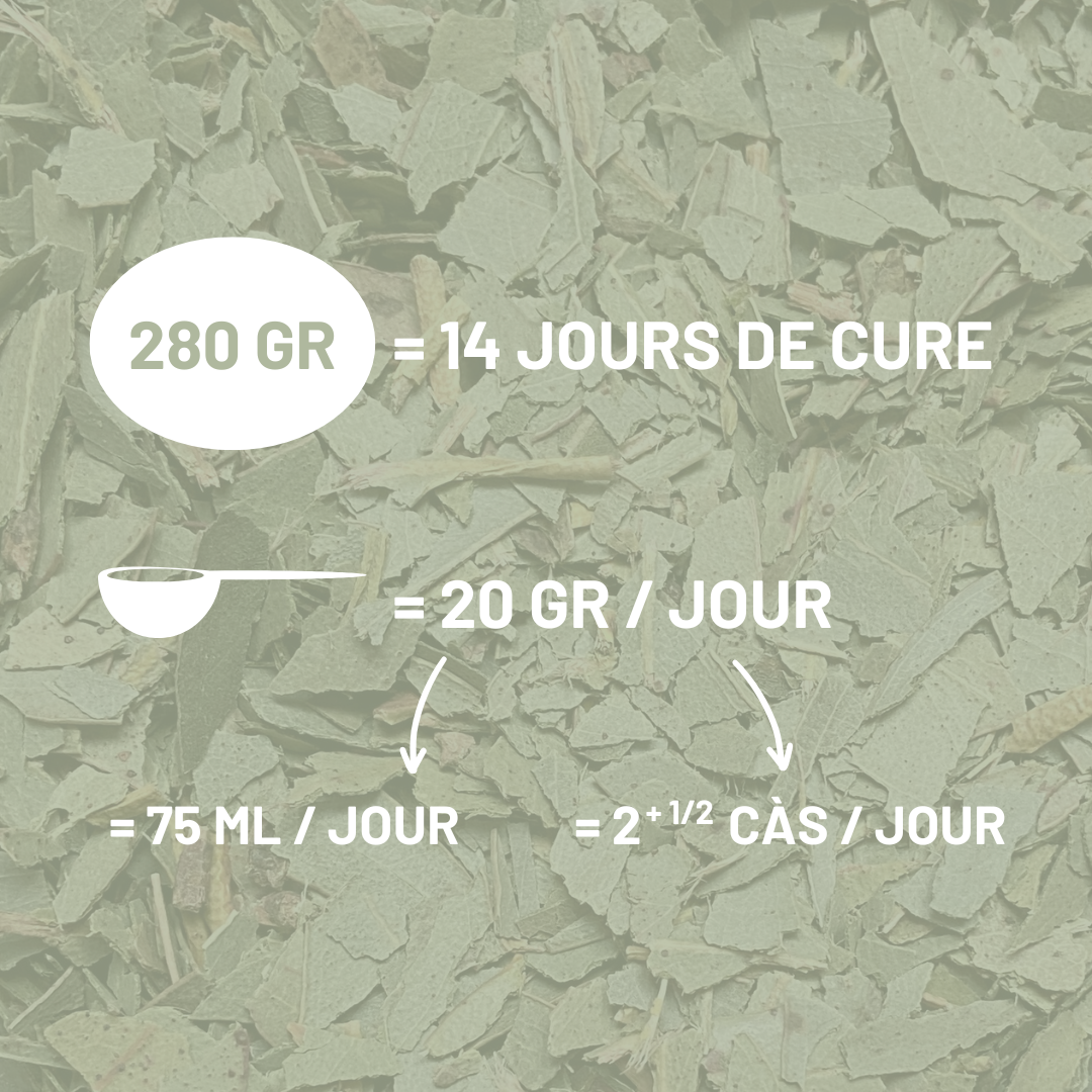 EUCALYPTUS - Respiration