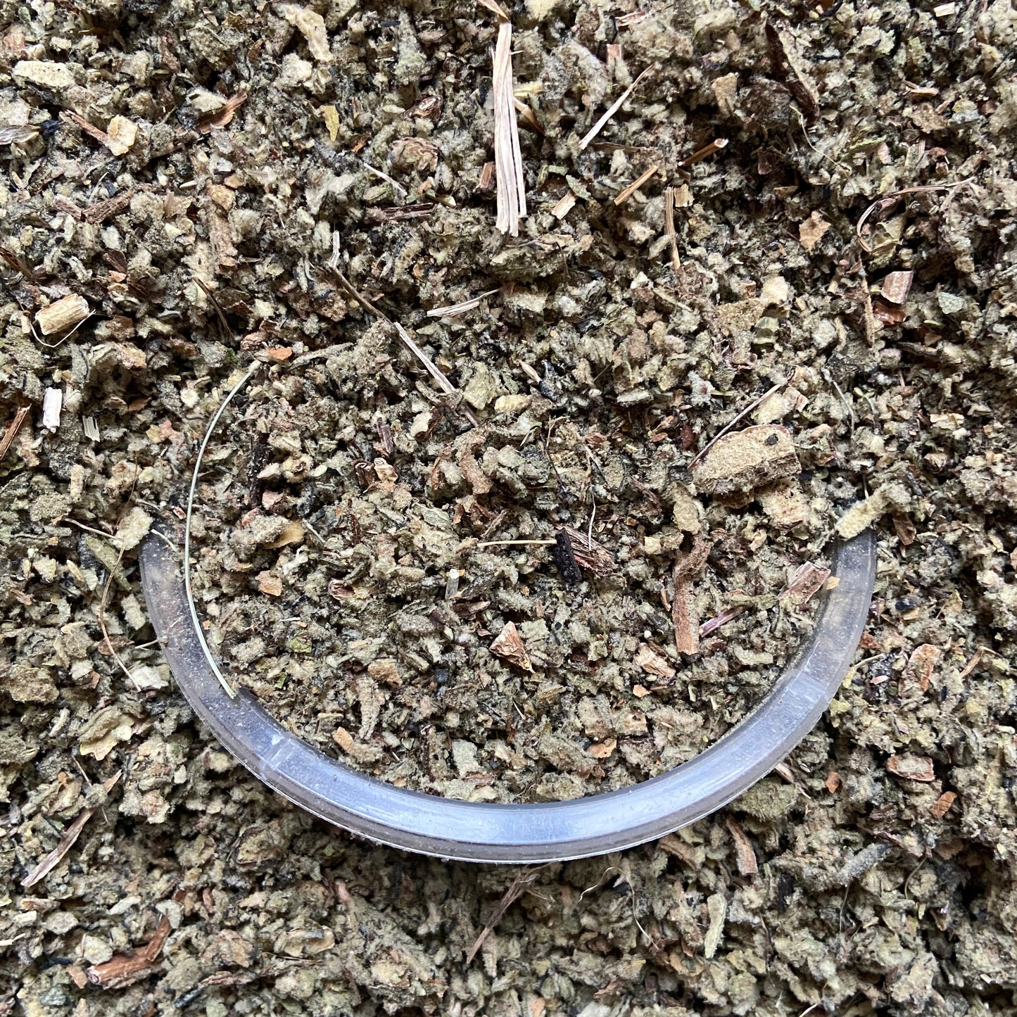 BOUILLON BLANC - Respiration