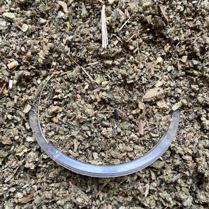 BOUILLON BLANC - Respiration