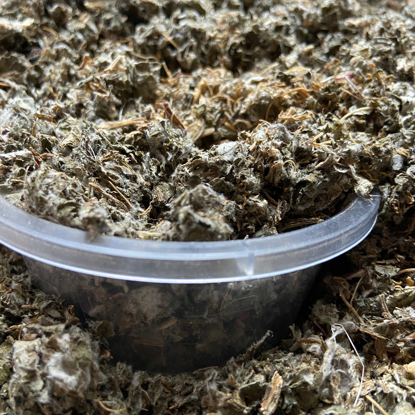 ARTICHAUT - Foie et reins