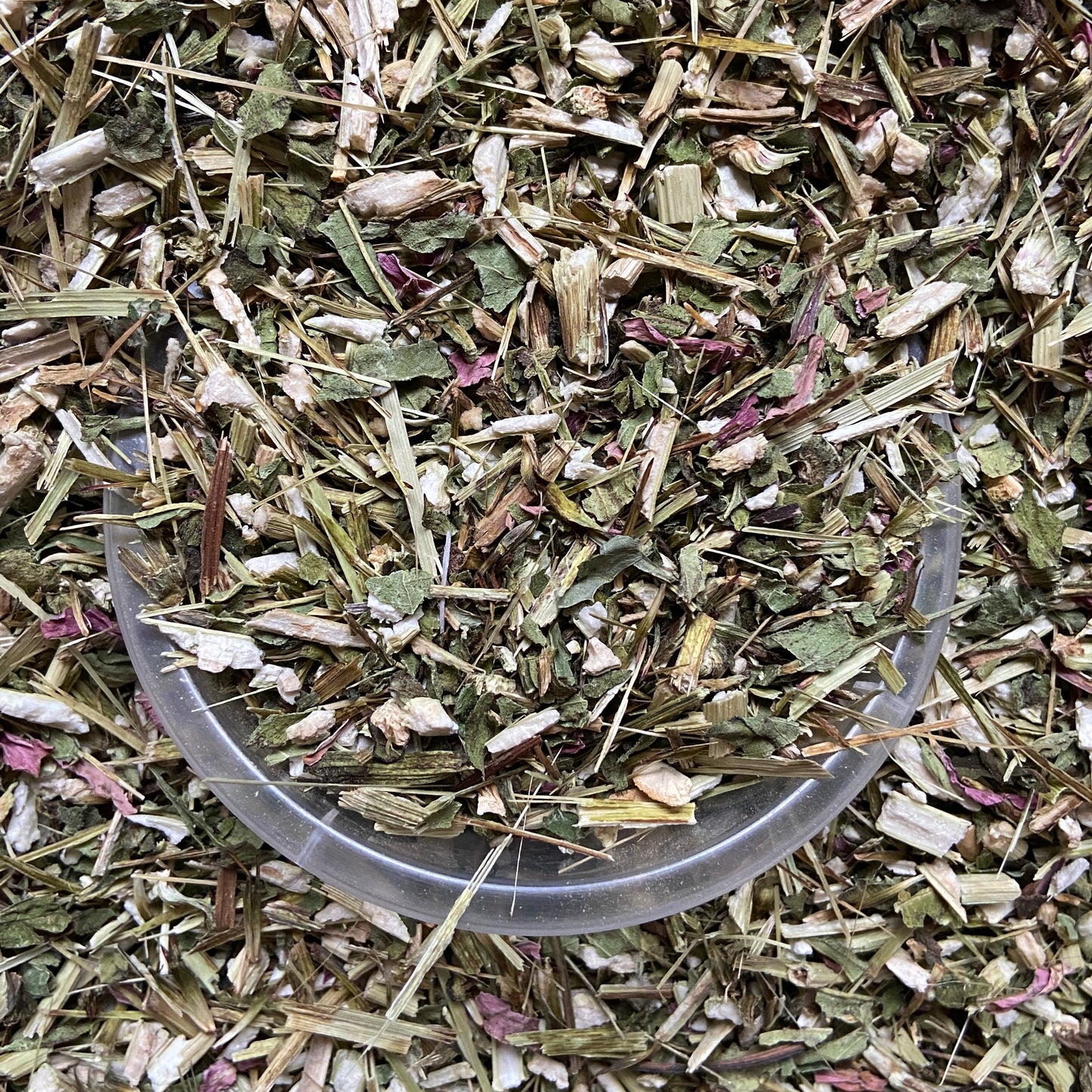 ECHINACEE - Immunité et respiration