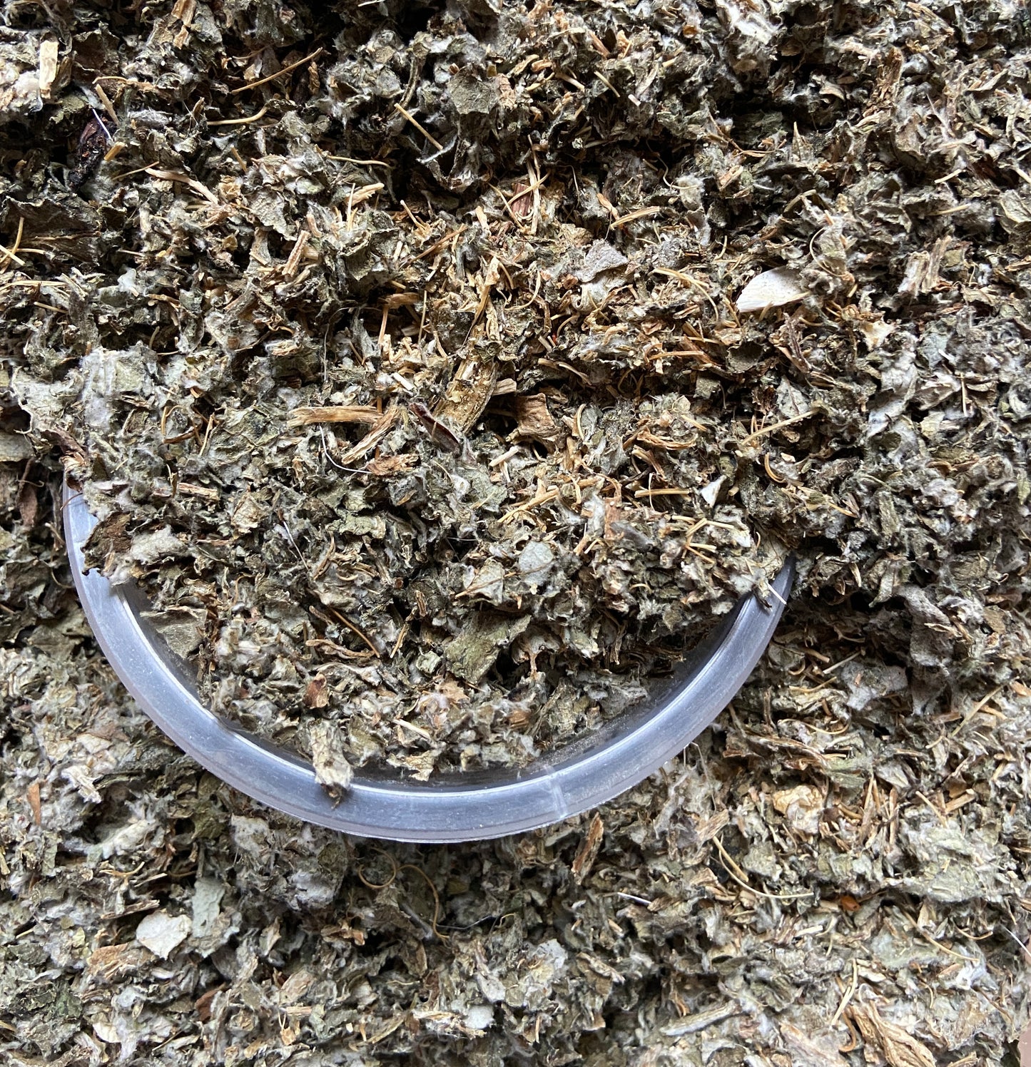 ARTICHAUT - Foie et reins