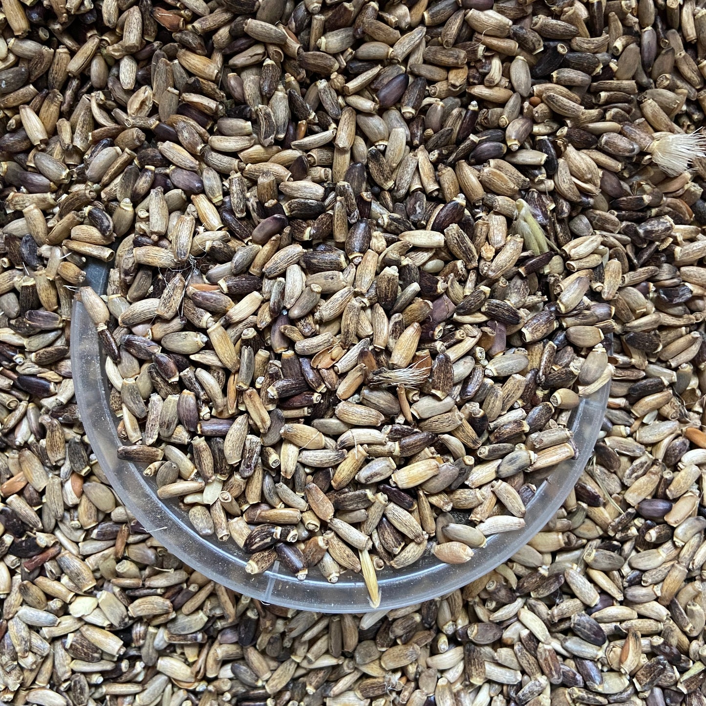 CHARDON-MARIE - Foie