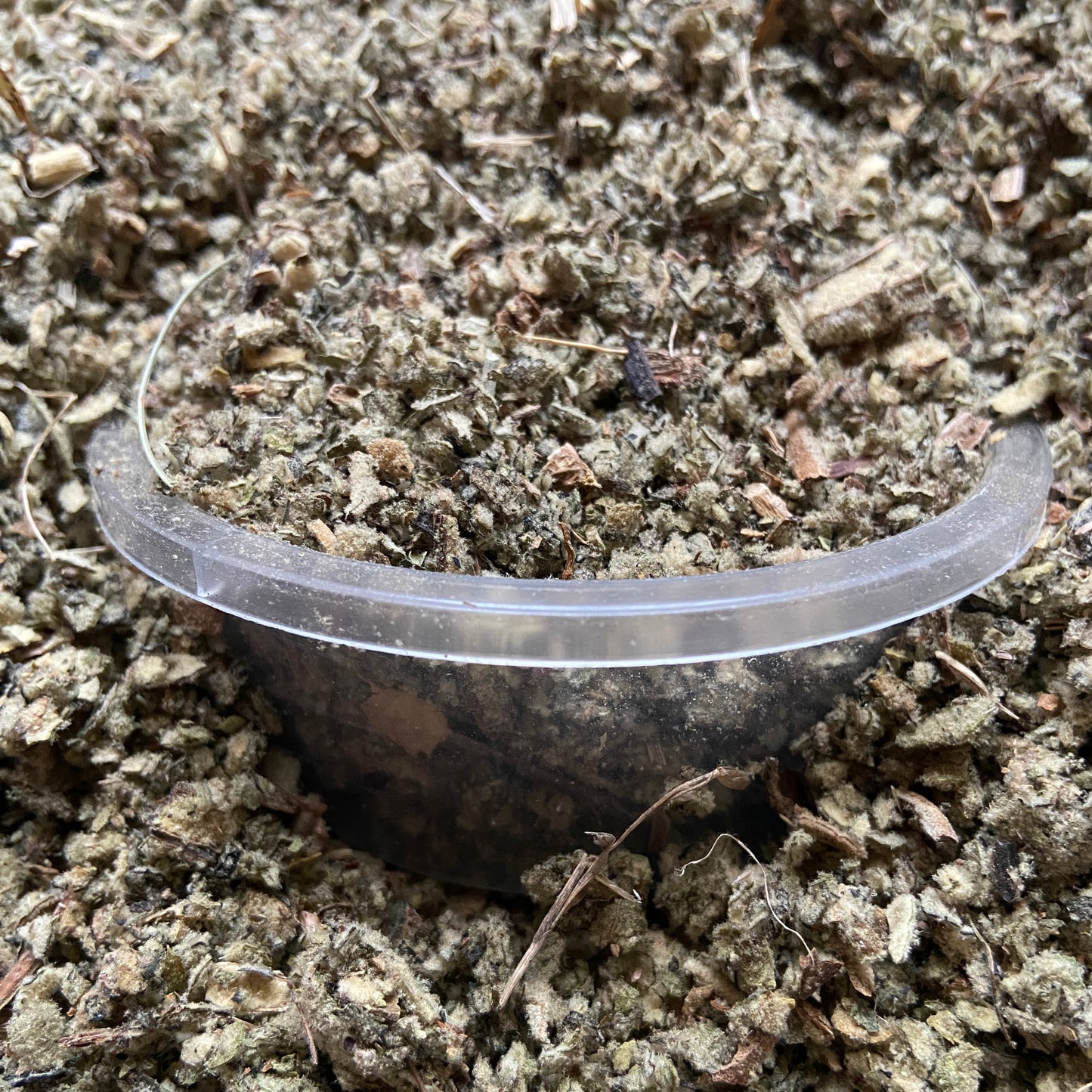 BOUILLON BLANC - Respiration