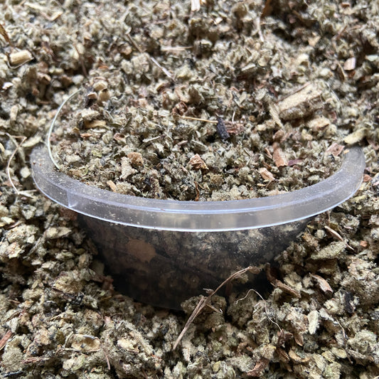 BOUILLON BLANC - Respiration