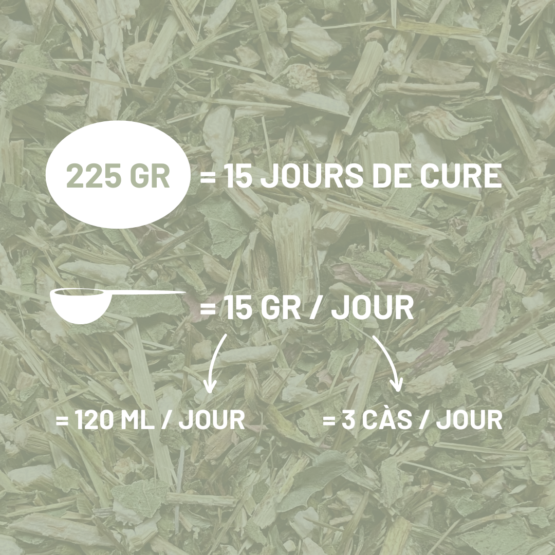 ECHINACEE - Immunité et respiration