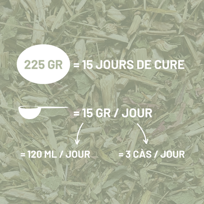 ECHINACEE - Immunité et respiration