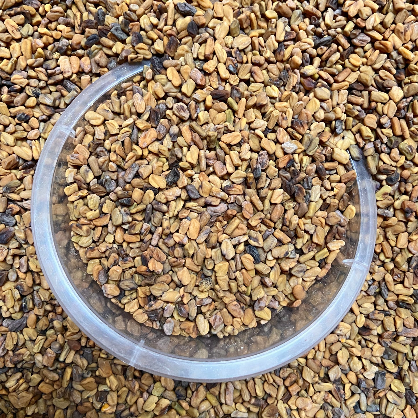 FENUGREC - Prise d'état et muscles